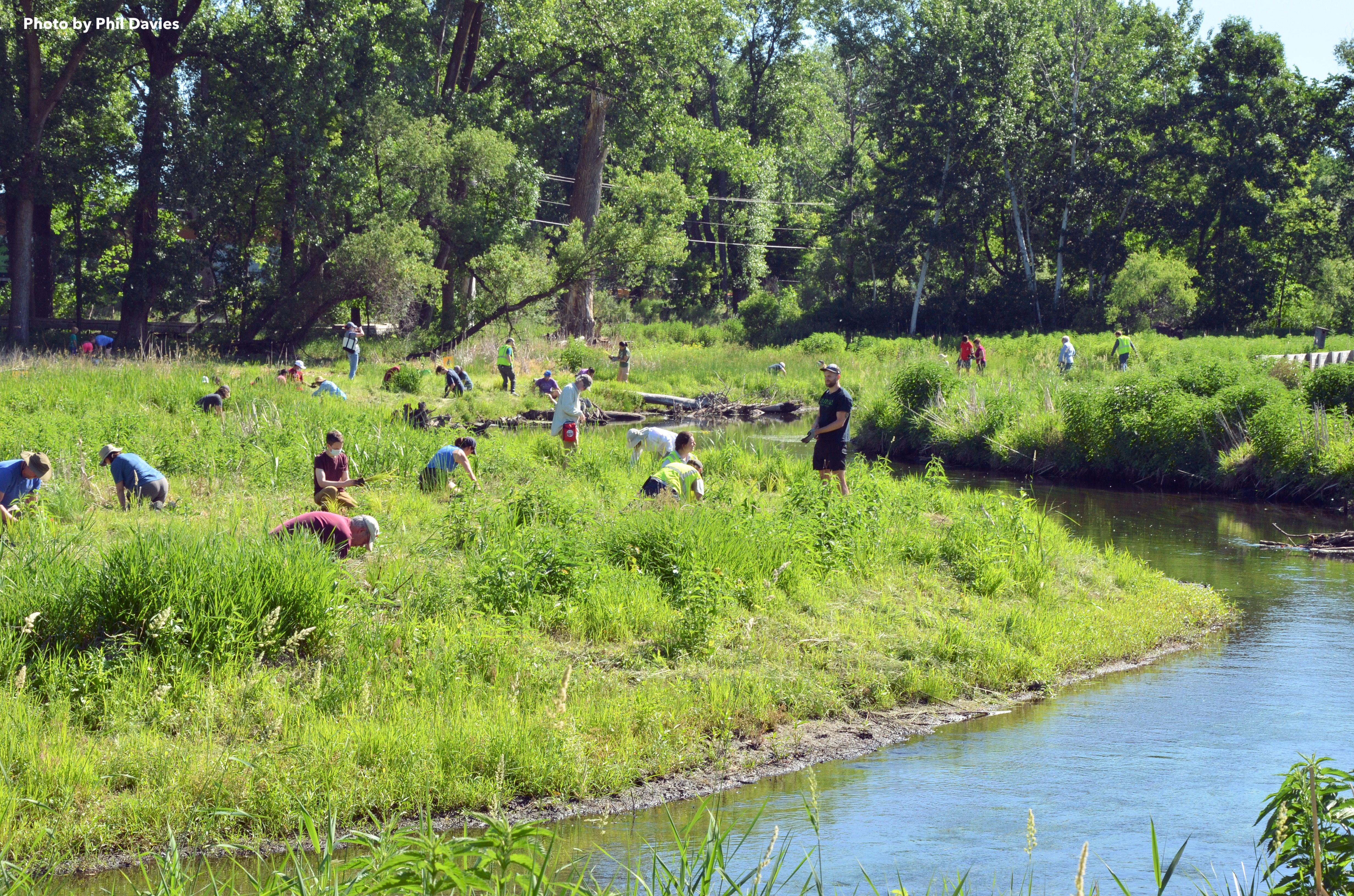 Volunteers restore native vegetation at Minnehaha Creek Preserve.